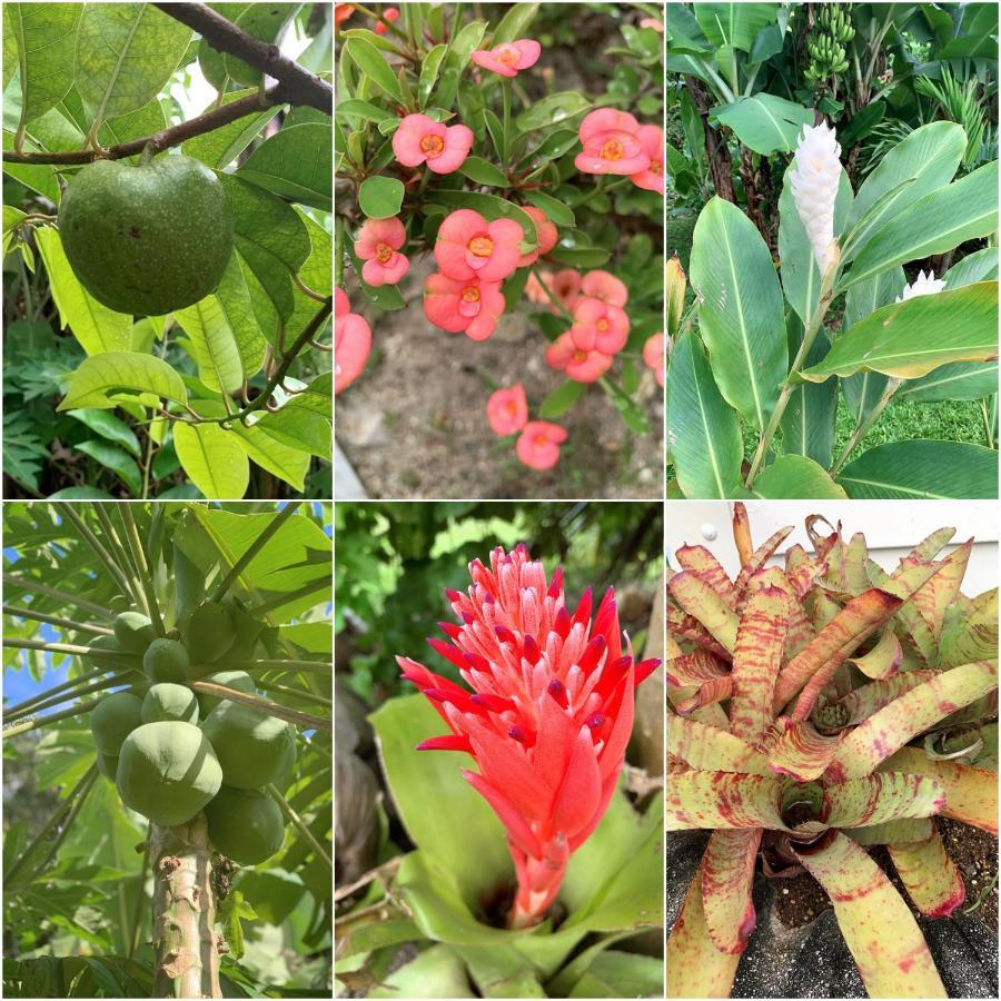 Willa Bella Casa Rarotonga Zewnętrze zdjęcie